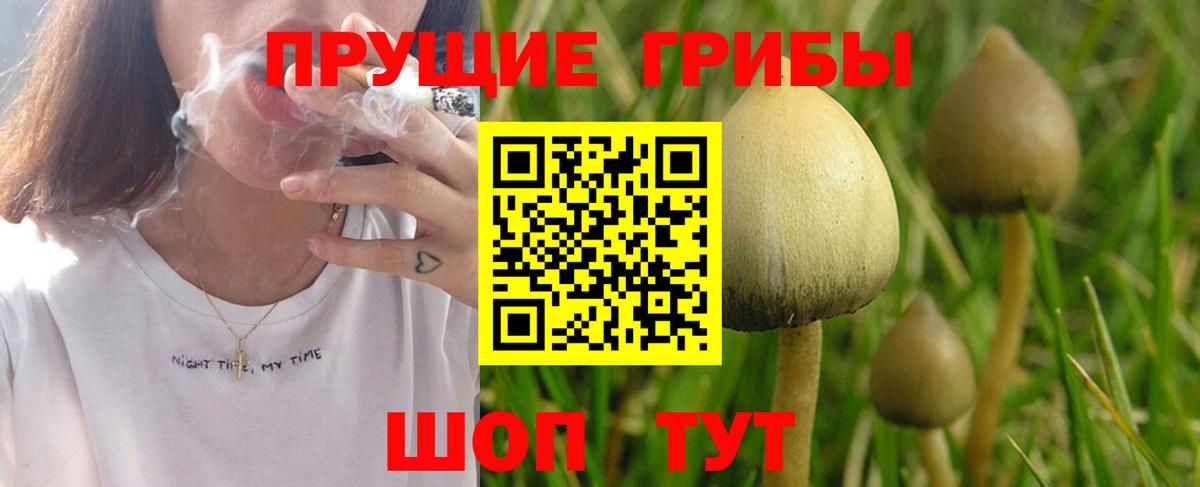 Ульяновск  Псилоцибиновые грибы Psilocybine cubensis  Вход с VPN 